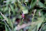 Dragon Fly