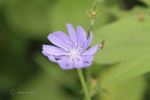 Fly On Flower