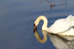 Swan