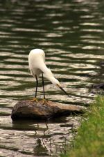 White Heron
