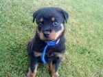 Puppy Rotweiler