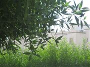 Green Nature