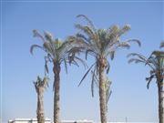 Palm Paradise