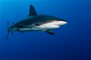 Lonely Shark