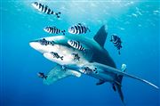 Shark And The Zebras