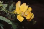 Flower In Jungle