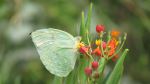 Butterfly Bouquet