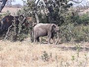 Elephant 