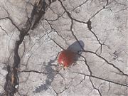 Lady Bug 
