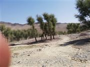 Trees Are Going Some Where