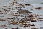 Sandpiper On The Beach