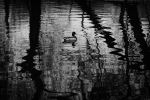 Alone Duck