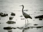 Heron On Beach