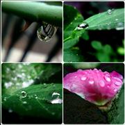 In A Rush Of Rain