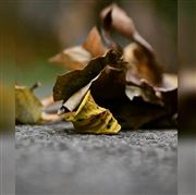 The Last Day Of Fall