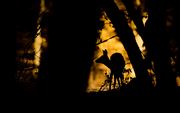 Deer In The Forest