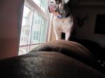 Dozer Looking Out A Window