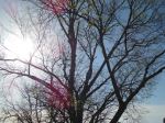 Tree Tops