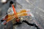 Insect