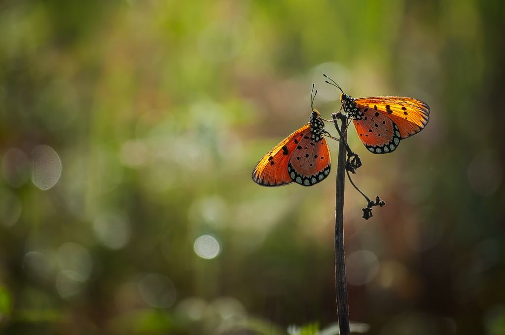 Something In Between (Photo) | Indonesia