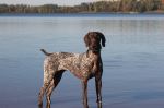 Dog In The Shallow Water Durning Fall Colors