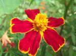 Little Flower