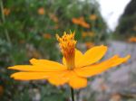 Yellow Flower