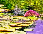Red Leaf On A Pond