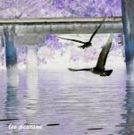 Seagulls On A Spring Day