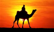 A Lonely Camel Rider