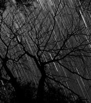 The Starry Night A Tree