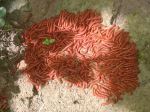 Insects 