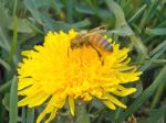 Sweet Bee